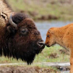Valentines Middag d. 14. februar