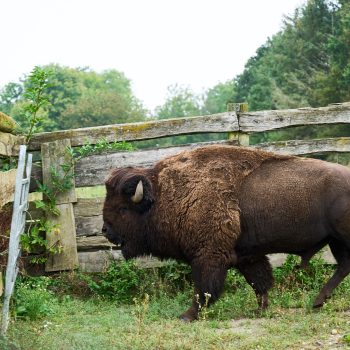 Bison september 2024 19