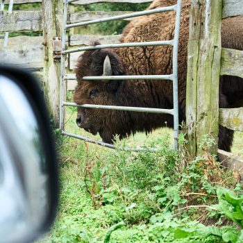 Bison september 2024 67