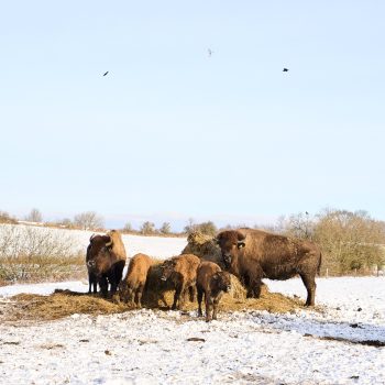 Bison vinter _ Sofie Ehrhorn 8